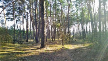 Güneşli bahar gününde güzel orman