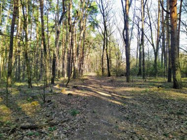 Güneşli bahar gününde güzel orman