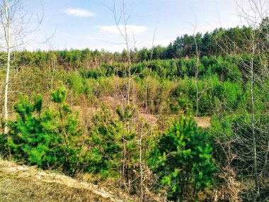 Güneşli bahar gününde güzel orman