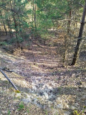 Güneşli bahar gününde güzel orman