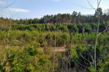 Güneşli bahar gününde güzel orman