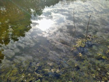 Göl suyundaki orman yansıması