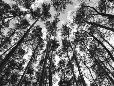 Güneşli bahar gününde ormandaki uzun ağaçlar