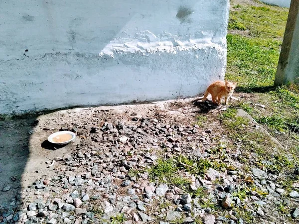 Red hair cat near bowl with feed in rural countryside at sunny spring day