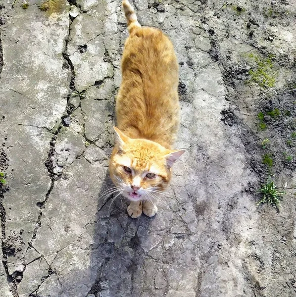 Gato Vermelho Olhando Para Cima Quintal — Fotografia de Stock