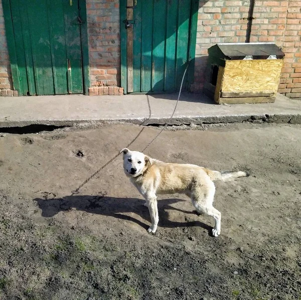 Perro Patio Granja Campo Rural Soleado Día Primavera — Foto de Stock