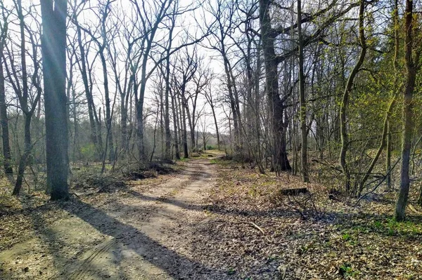 Bella Foresta Nella Soleggiata Giornata Primaverile — Foto Stock