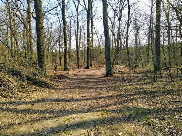 Hermoso Bosque Soleado Día Primavera — Foto de Stock