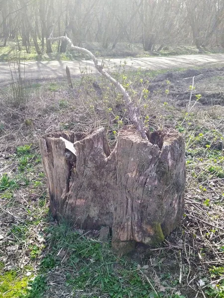 Belle Forêt Printemps Ensoleillé — Photo