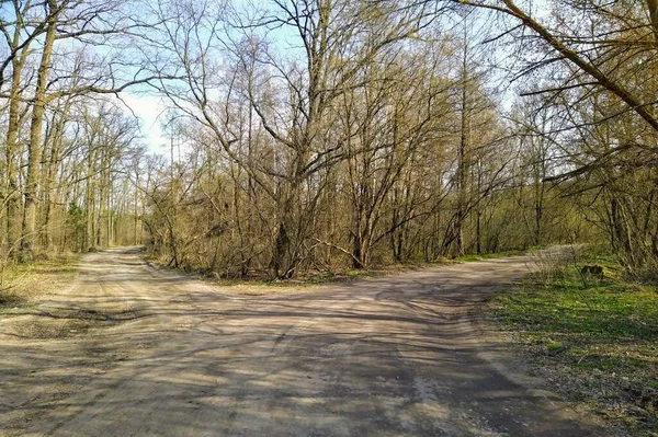 Bela Floresta Dia Ensolarado Primavera — Fotografia de Stock