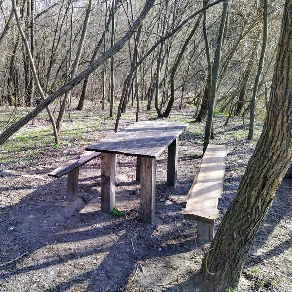 Wooden benches and table in forest at sunny spring day