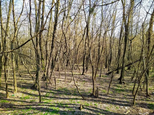 Bela Floresta Dia Ensolarado Primavera — Fotografia de Stock
