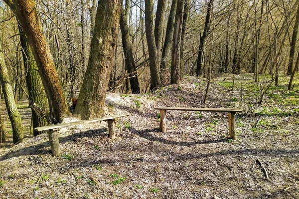 Dřevěné Lavičky Lese Slunečného Jarního Dne — Stock fotografie