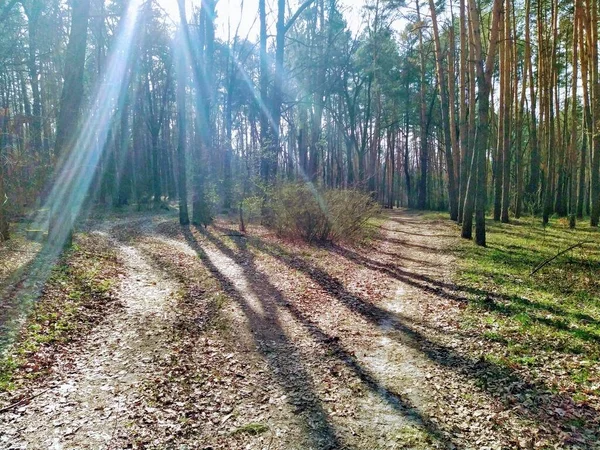 Vacker Skog Solig Vårdag — Stockfoto