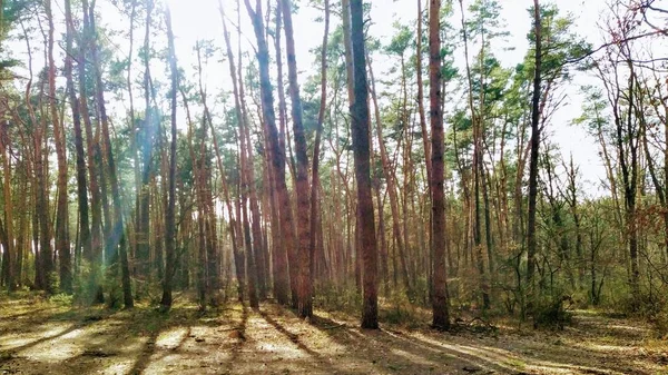 Όμορφο Δάσος Την Ηλιόλουστη Ανοιξιάτικη Μέρα — Φωτογραφία Αρχείου