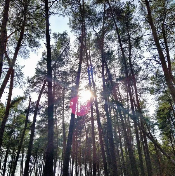 Tall trees in forest at sunny spring day