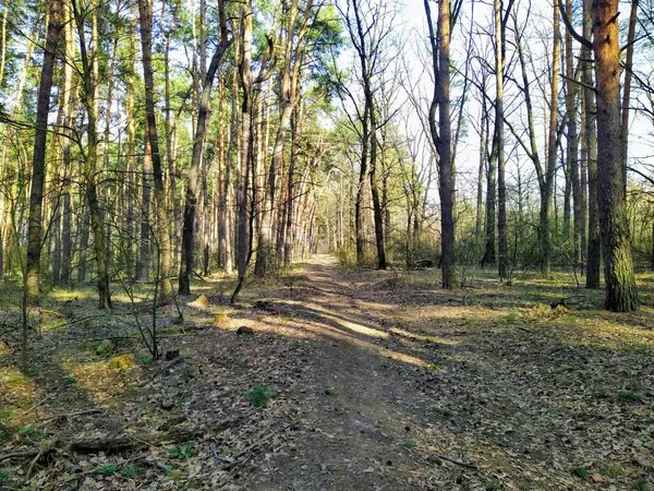 Bela Floresta Dia Ensolarado Primavera — Fotografia de Stock