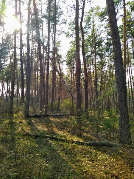 Krásný Les Slunečného Jarního Dne — Stock fotografie