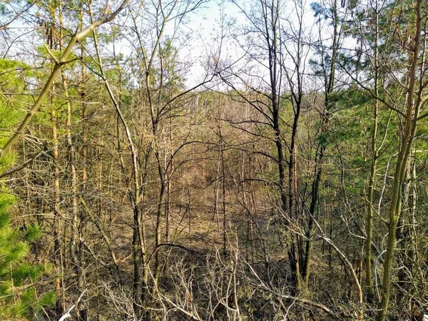 Schöner Wald Sonnigen Frühlingstagen — Stockfoto