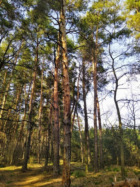 Schöner Wald Sonnigen Frühlingstagen — Stockfoto