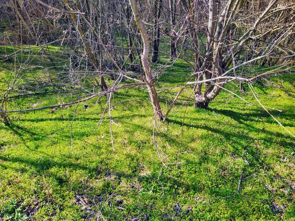 Bela Floresta Dia Ensolarado Primavera — Fotografia de Stock