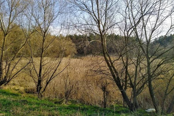 Jezero Blízkosti Lesa Venkově Slunečného Jarního Dne — Stock fotografie