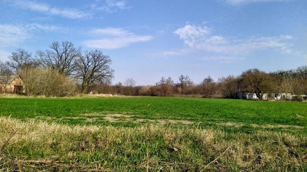 Зелене Поле Сільській Місцевості Сонячний Весняний День — стокове фото