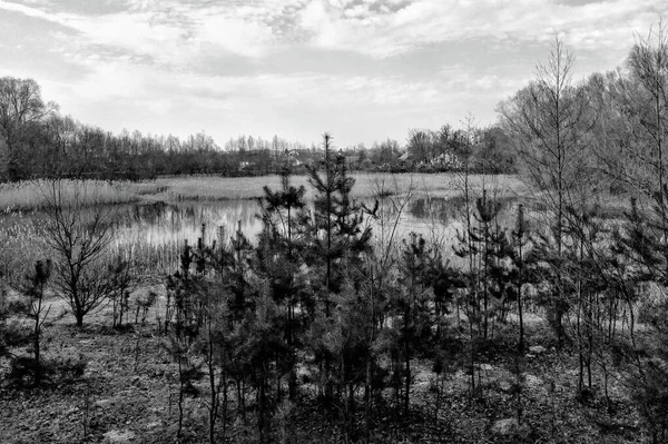 Озеро Возле Леса Сельской Местности Солнечный Весенний День — стоковое фото