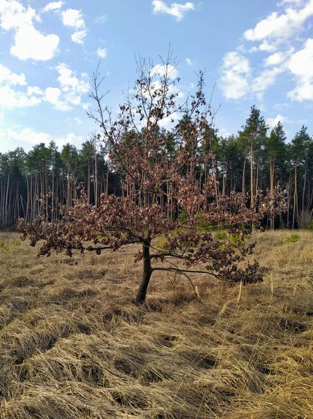 Schöner Wald Sonnigen Frühlingstagen — Stockfoto