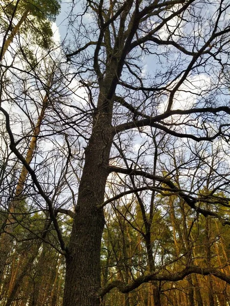 Hohe Bäume Wald Sonnigem Frühlingstag — Stockfoto