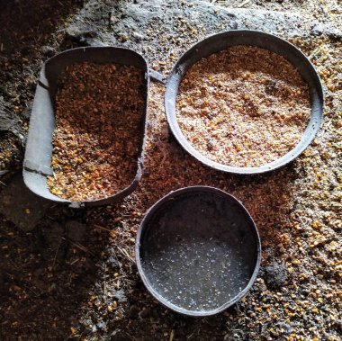 Çiftlikteki tavuk kümesinde tavuklu kaseler