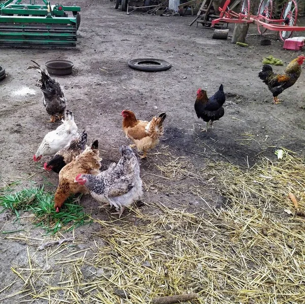 Pollos Comiendo Pienso Corral —  Fotos de Stock