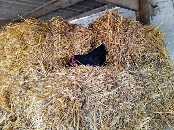Курица Откладывает Яйца Сене Ферме Весенний Сезон — стоковое фото