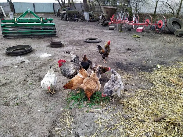 Pollos Comiendo Pienso Corral —  Fotos de Stock