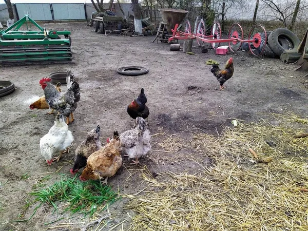 Pollos Comiendo Pienso Corral —  Fotos de Stock