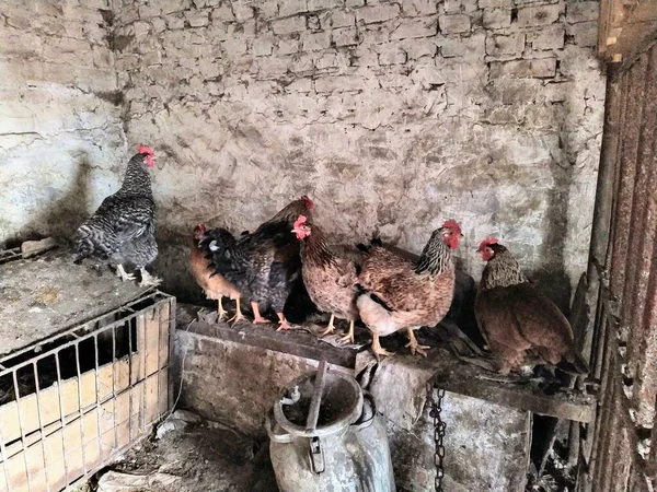 Куриный Курятник Цыплятами Петух Ферме — стоковое фото