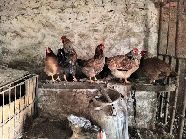 Pollo Con Gallinas Gallo Granja —  Fotos de Stock