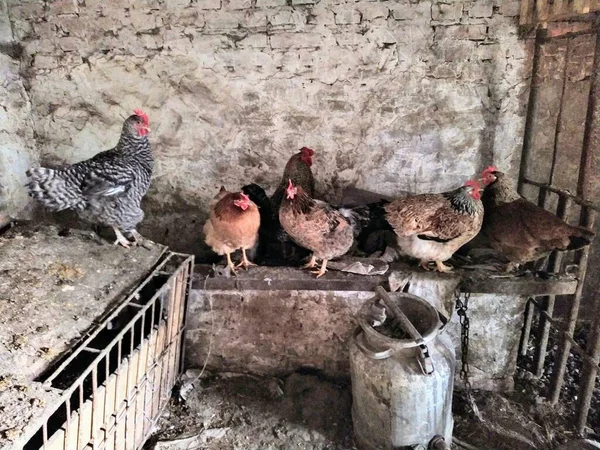 Куриный Курятник Цыплятами Петух Ферме — стоковое фото