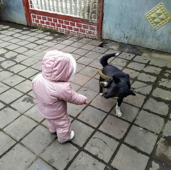 春の田舎の農家の庭で犬と遊ぶ — ストック写真