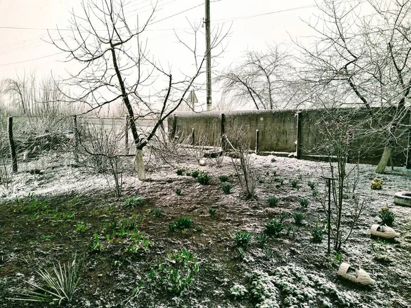 冬季雪地乡村花园的植物 — 图库照片