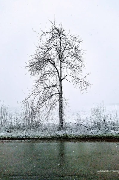 冬雪季节乡村道路与田野之间的孤零零的一棵树 — 图库照片