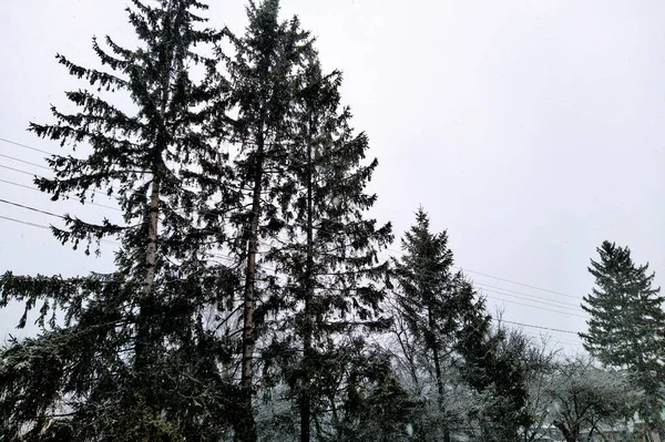 云天背景下的针叶树分枝和电线 — 图库照片