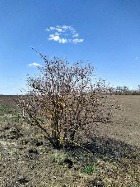 Lonely Tree Rural Field Sunny Spring Season — Stock Photo, Image