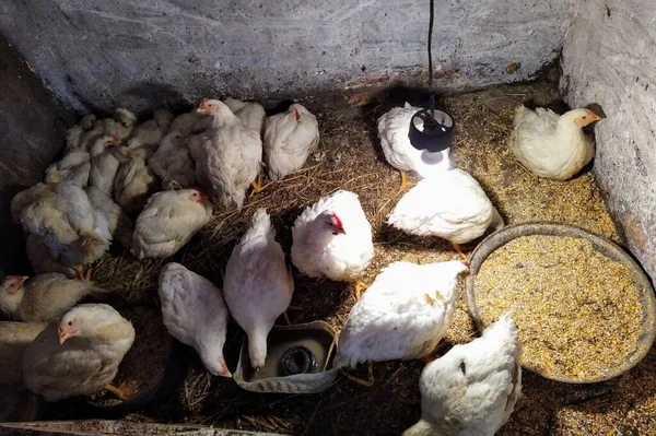 Куриный Курятник Цыплятами Ферме — стоковое фото