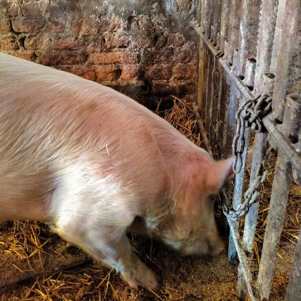 Großes Schwein Käfig Auf Bauernhof — Stockfoto