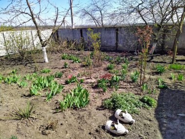Güneşli bir günde kırsal bahar bahçesinde çiçekler ve bitkiler