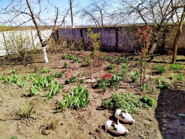 Güneşli bir günde kırsal bahar bahçesinde çiçekler ve bitkiler