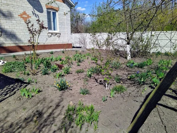 Güneşli bir günde kırsal bahar bahçesinde çiçekler ve bitkiler