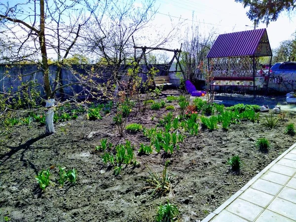 Plantas Flores Jardín Primavera Rural Con Mirador Día Soleado —  Fotos de Stock