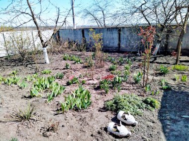 Güneşli bir günde kırsal bahar bahçesinde çiçekler ve bitkiler